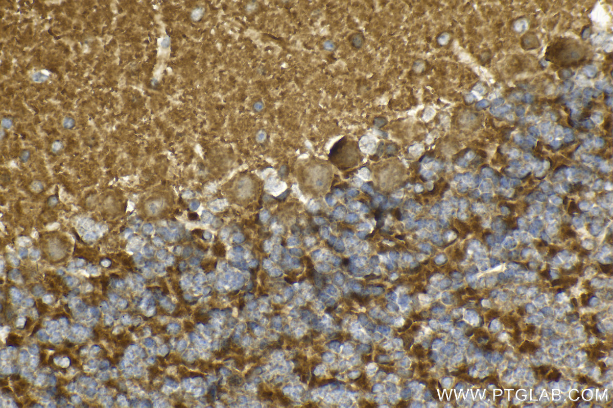 Immunohistochemical analysis of paraffin-embedded mouse cerebellum tissue slide using KHC2133 (MFN2 IHC Kit).