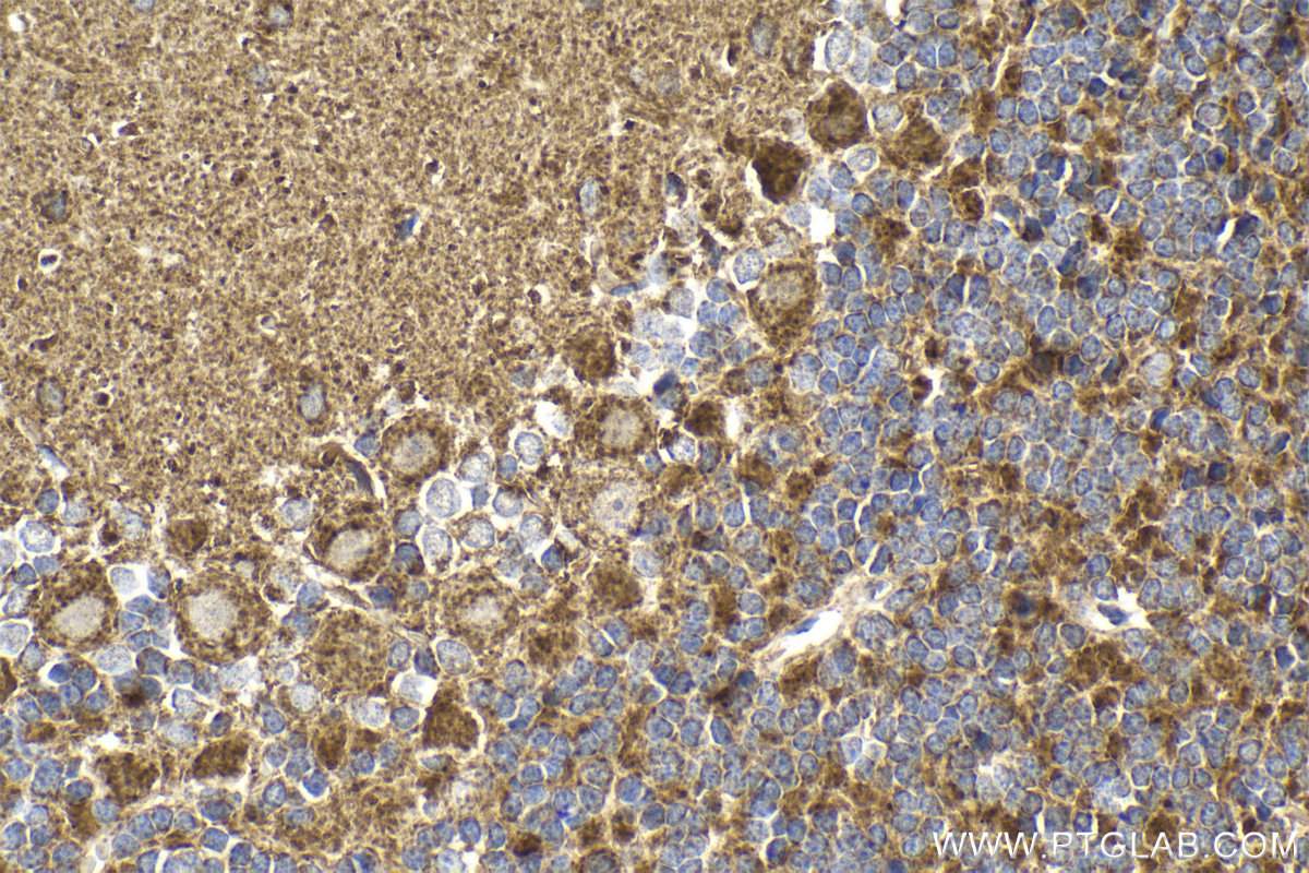 Immunohistochemical analysis of paraffin-embedded rat cerebellum tissue slide using KHC2133 (MFN2 IHC Kit).