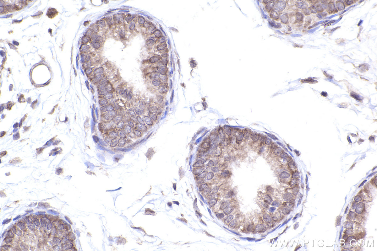 Immunohistochemical analysis of paraffin-embedded rat epididymis tissue slide using KHC2452 (MLEC/Malectin IHC Kit).