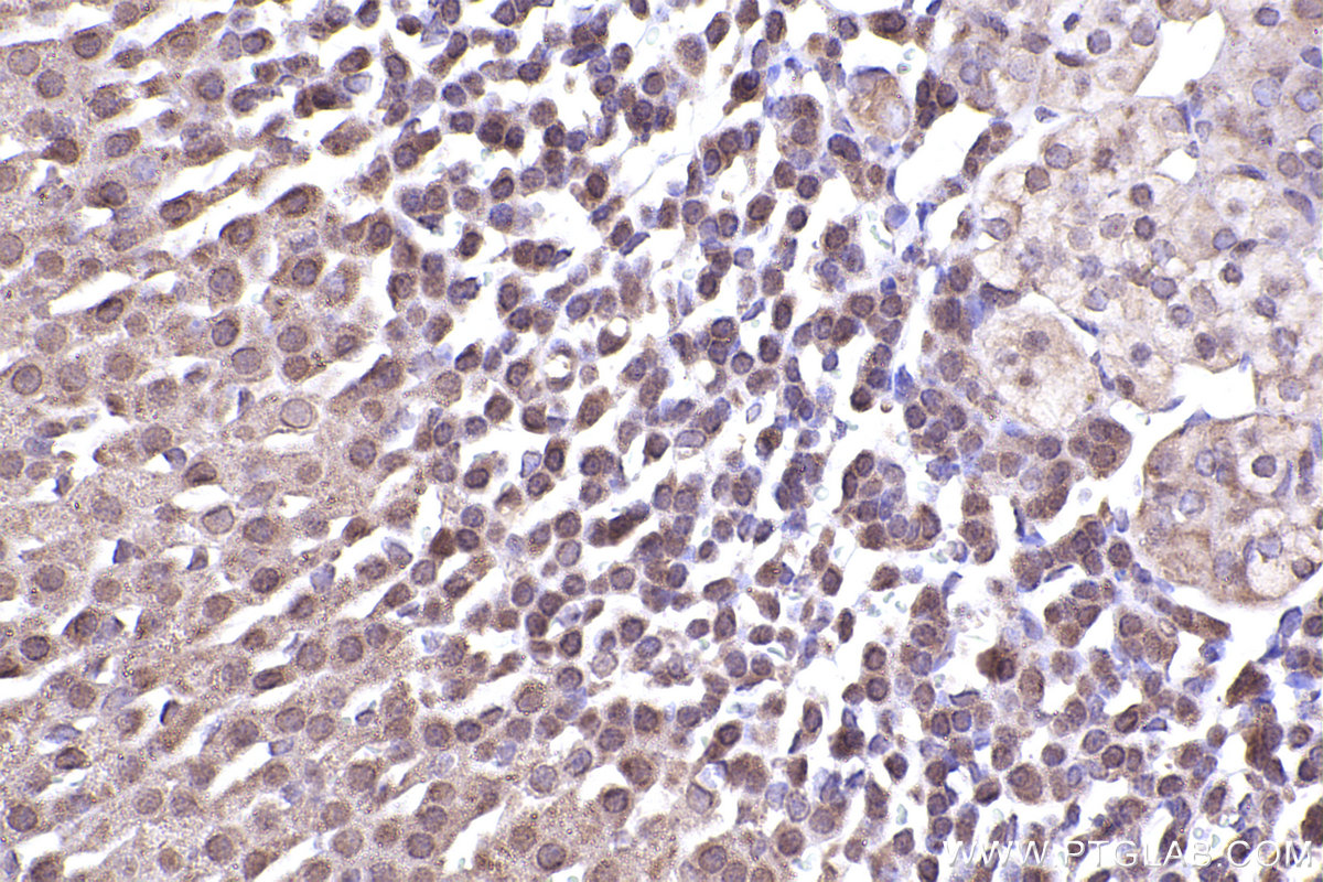 Immunohistochemical analysis of paraffin-embedded mouse adrenal gland tissue slide using KHC2452 (MLEC/Malectin IHC Kit).