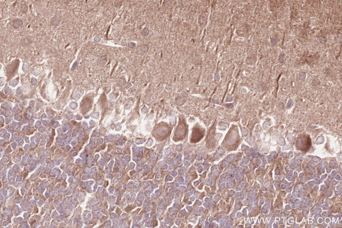 Immunohistochemical analysis of paraffin-embedded mouse cerebellum tissue slide using KHC2558 (MLK4 IHC Kit).