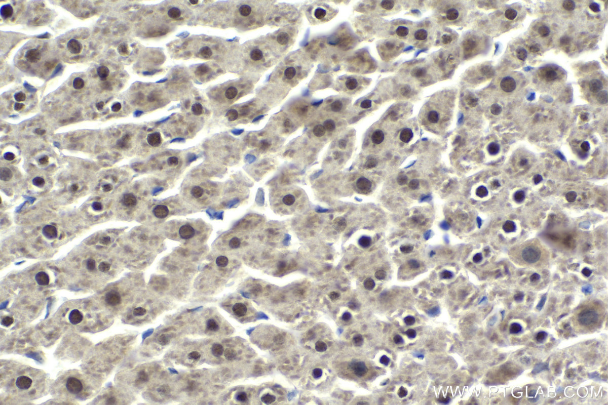 Immunohistochemical analysis of paraffin-embedded rat liver tissue slide using KHC1981 (MLX IHC Kit).