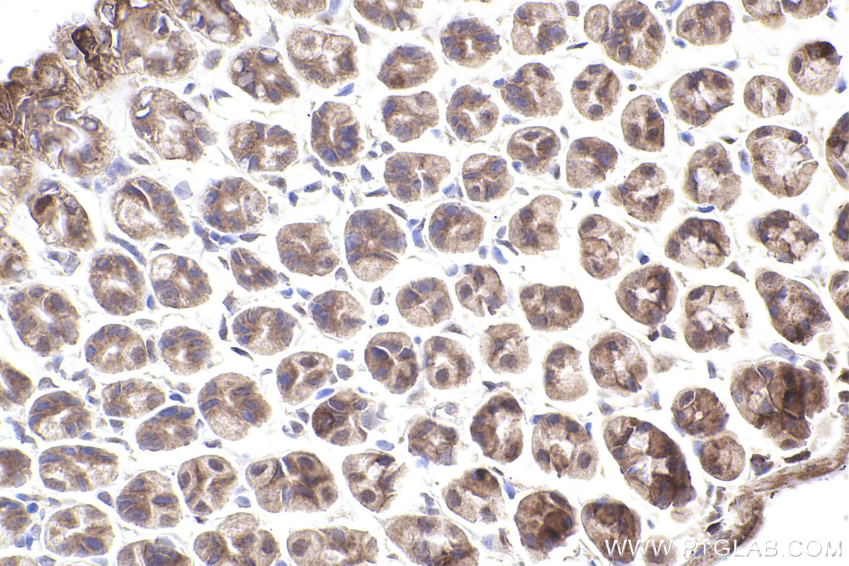 Immunohistochemical analysis of paraffin-embedded mouse stomach tissue slide using KHC2551 (MPP7 IHC Kit).