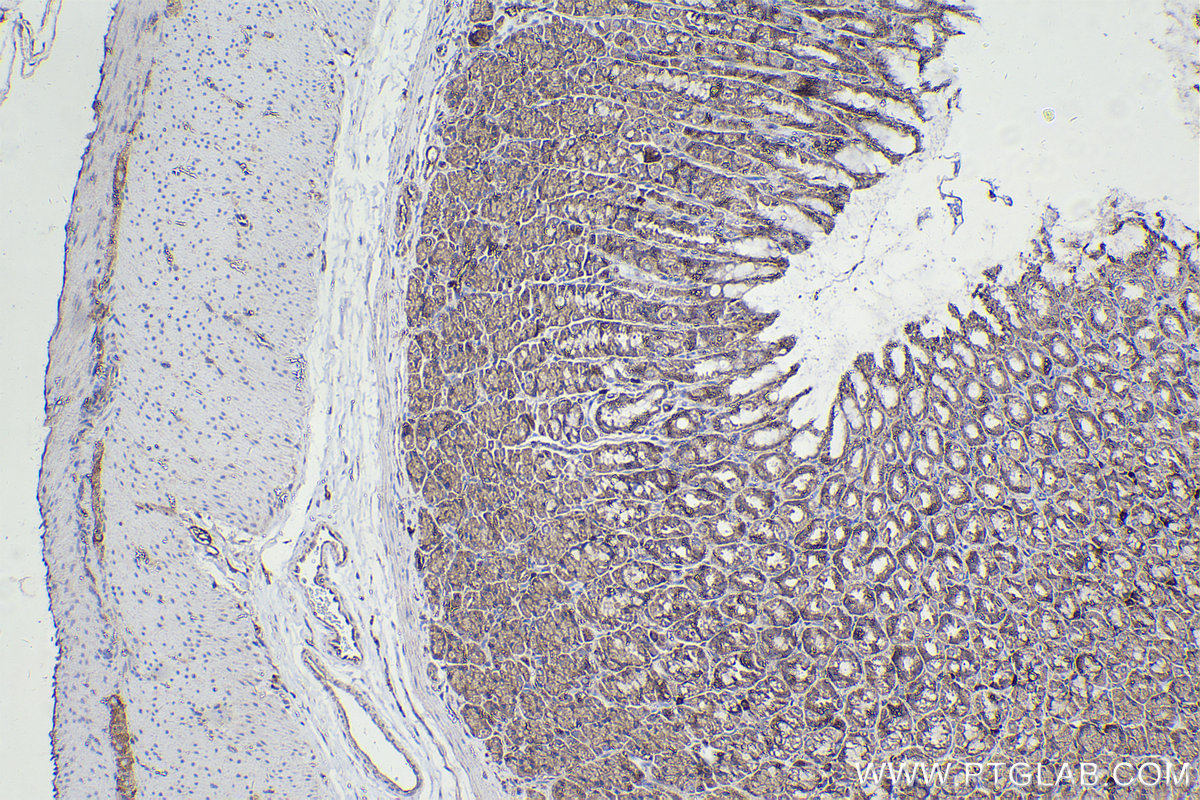 Immunohistochemical analysis of paraffin-embedded rat stomach tissue slide using KHC2260 (MTOR IHC Kit).