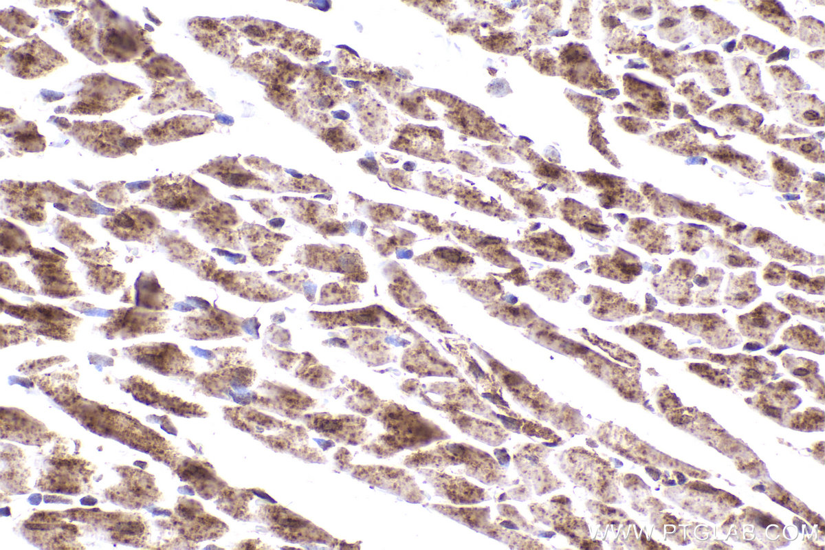 Immunohistochemical analysis of paraffin-embedded rat heart tissue slide using KHC2430 (MTX1 IHC Kit).