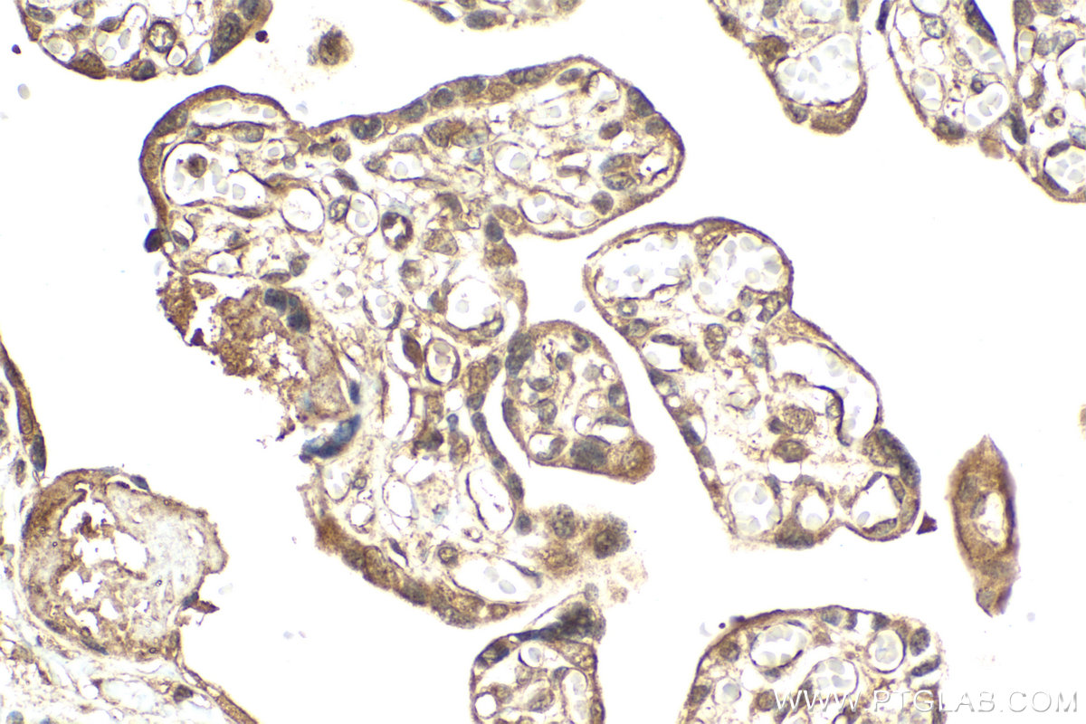 Immunohistochemical analysis of paraffin-embedded human placenta tissue slide using KHC2084 (N6AMT1 IHC Kit).