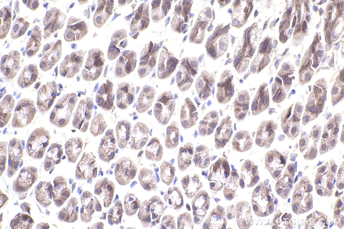 Immunohistochemical analysis of paraffin-embedded mouse stomach tissue slide using KHC2474 (NCAPH IHC Kit).