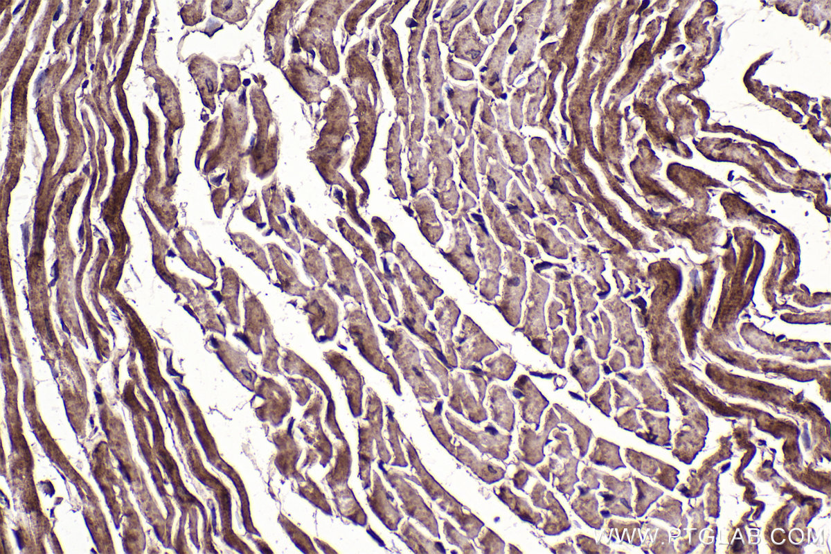 Immunohistochemical analysis of paraffin-embedded mouse heart tissue slide using KHC2386 (OGDH IHC Kit).