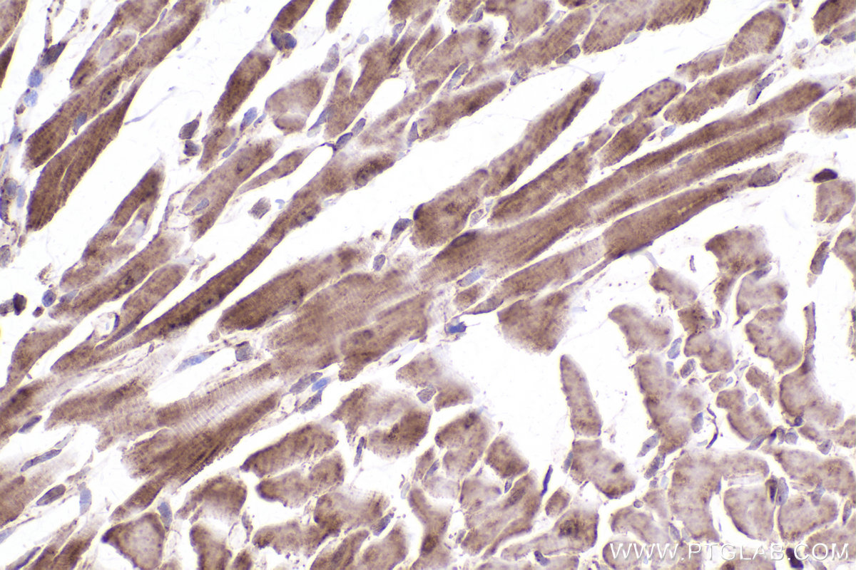 Immunohistochemical analysis of paraffin-embedded rat heart tissue slide using KHC2386 (OGDH IHC Kit).