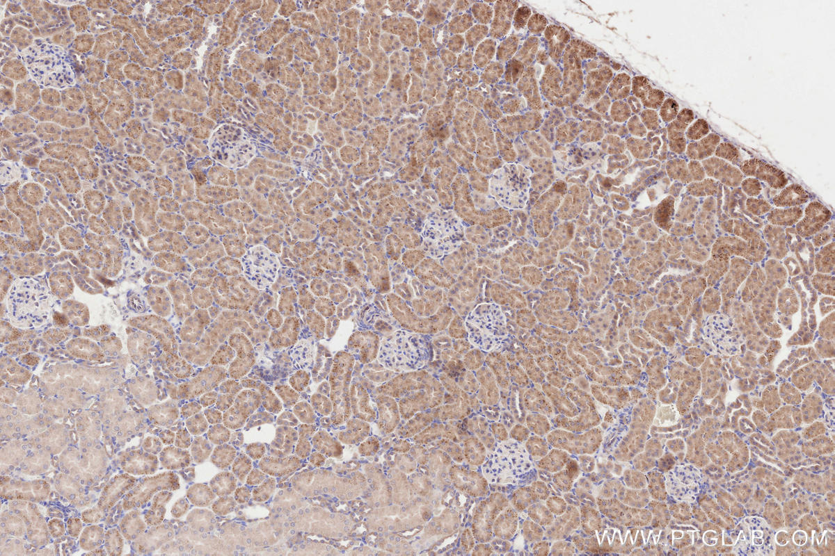 Immunohistochemical analysis of paraffin-embedded rat kidney tissue slide using KHC2597 (OLFM4 IHC Kit).