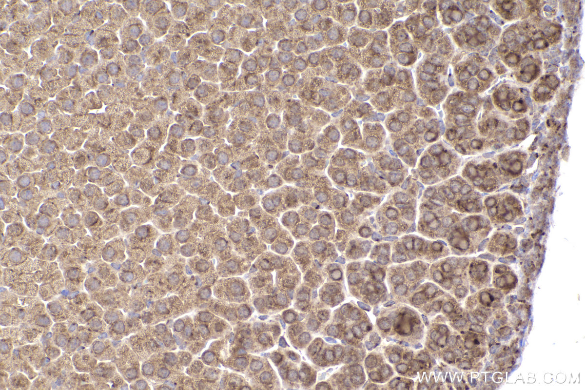 Immunohistochemical analysis of paraffin-embedded mouse adrenal gland tissue slide using KHC2206 (OSBP IHC Kit).