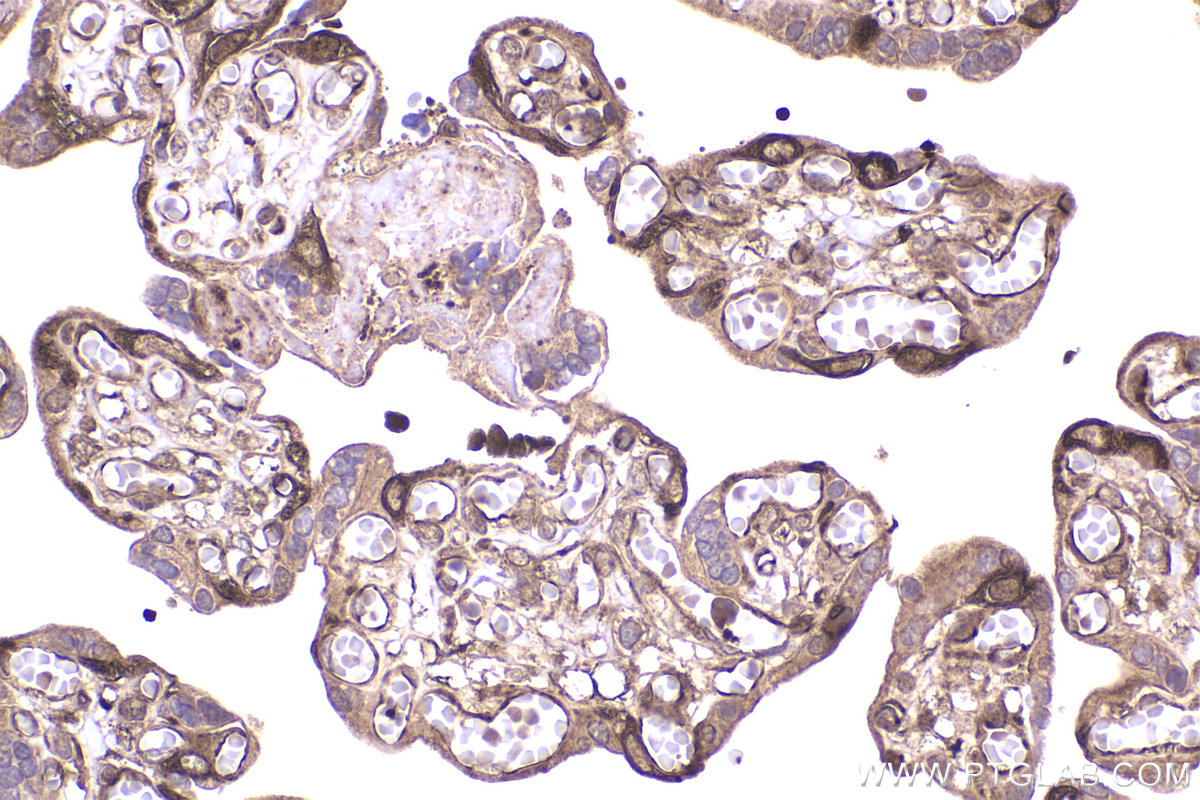 Immunohistochemical analysis of paraffin-embedded human placenta tissue slide using KHC2207 (PAICS IHC Kit).