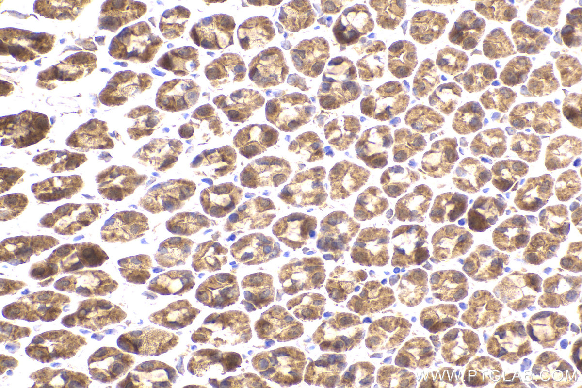 Immunohistochemical analysis of paraffin-embedded mouse stomach tissue slide using KHC2207 (PAICS IHC Kit).