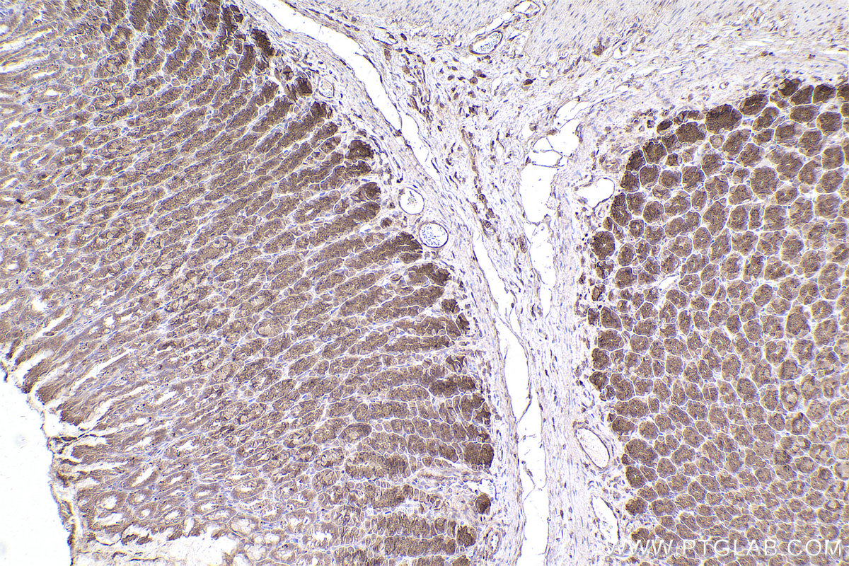 Immunohistochemical analysis of paraffin-embedded rat stomach tissue slide using KHC2540 (PAN3 IHC Kit).