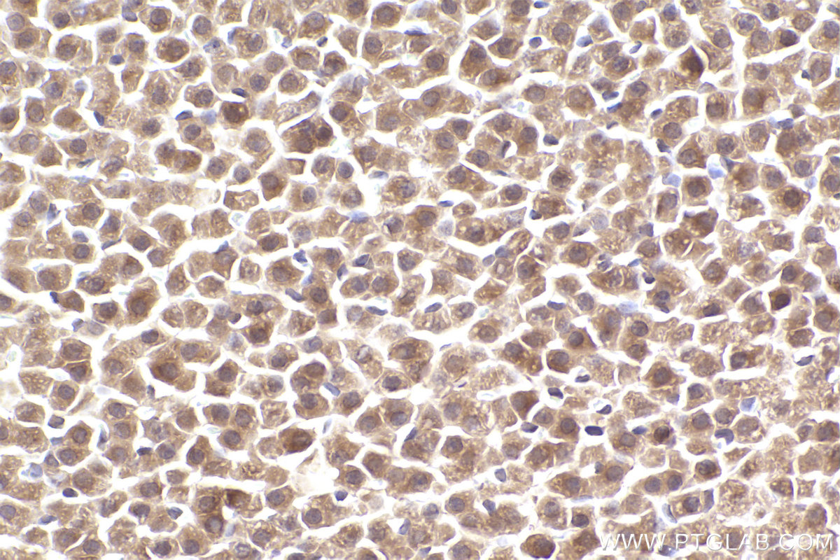 Immunohistochemical analysis of paraffin-embedded rat adrenal gland tissue slide using KHC2540 (PAN3 IHC Kit).