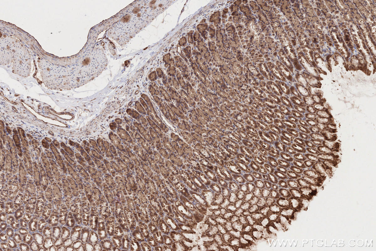 Immunohistochemical analysis of paraffin-embedded rat stomach tissue slide using KHC2688 (PAPD5 IHC Kit).