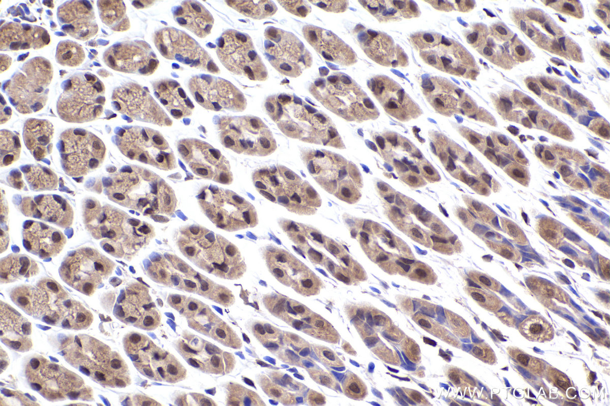 Immunohistochemical analysis of paraffin-embedded mouse stomach tissue slide using KHC2486 (PCBP2 IHC Kit).