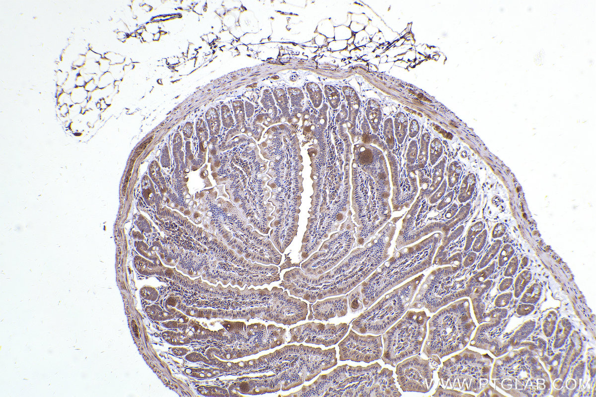 Immunohistochemical analysis of paraffin-embedded mouse small intestine tissue slide using KHC2518 (PCM1 IHC Kit).