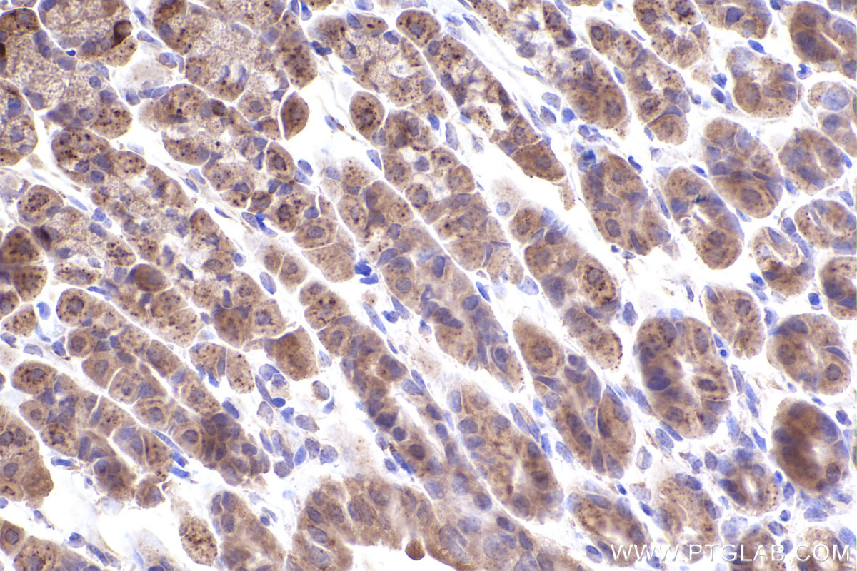 Immunohistochemical analysis of paraffin-embedded mouse stomach tissue slide using KHC2398 (PCTAIRE3 IHC Kit).