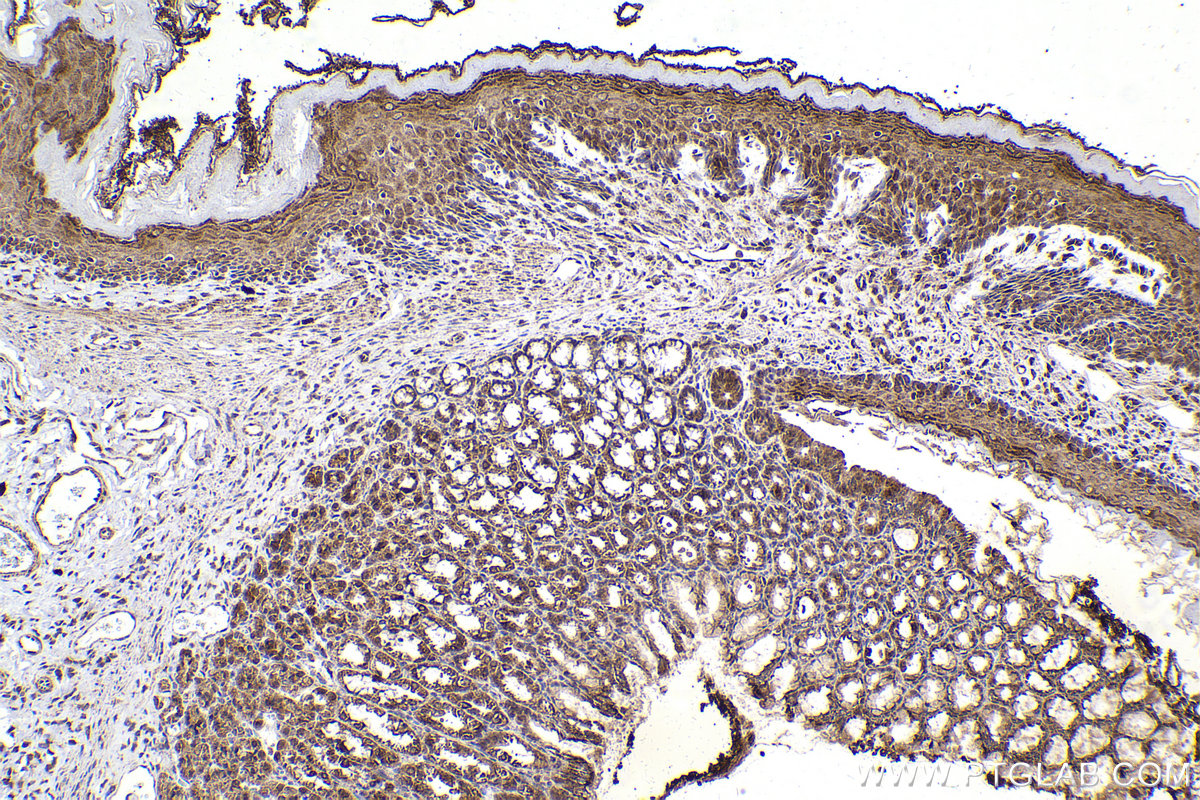 Immunohistochemical analysis of paraffin-embedded rat stomach tissue slide using KHC2169 (PDHA1 IHC Kit).