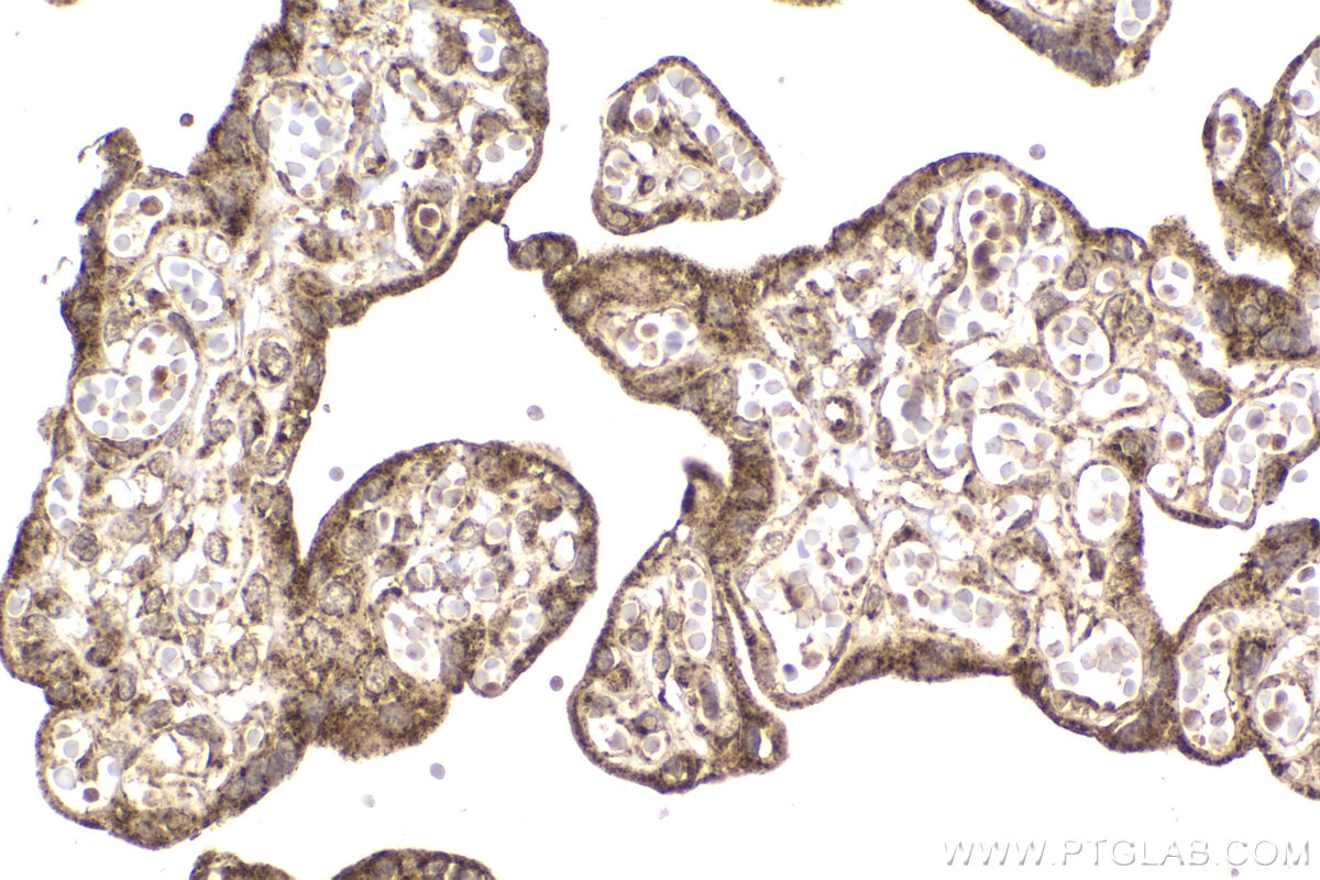 Immunohistochemical analysis of paraffin-embedded human placenta tissue slide using KHC2169 (PDHA1 IHC Kit).