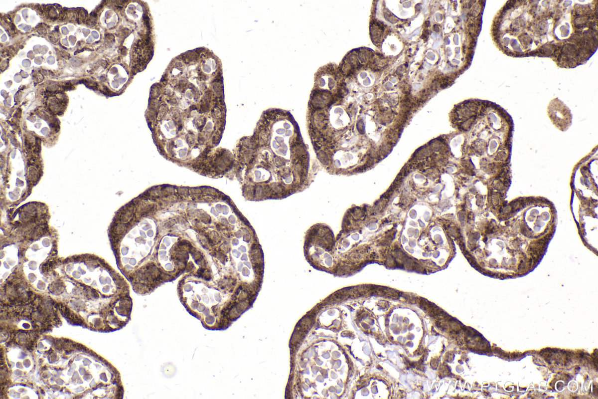 Immunohistochemical analysis of paraffin-embedded human placenta tissue slide using KHC2178 (PDHB IHC Kit).