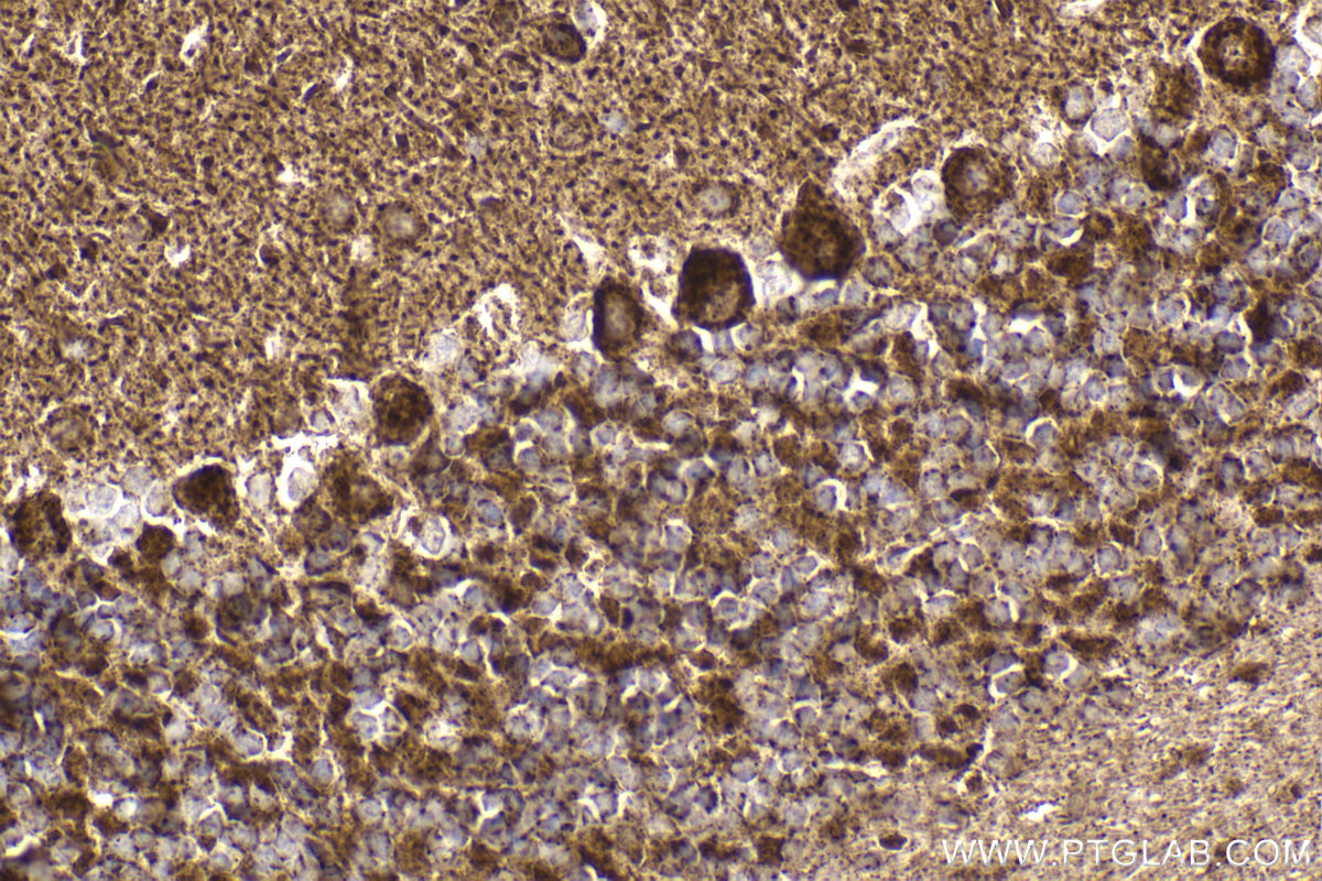 Immunohistochemical analysis of paraffin-embedded mouse cerebellum tissue slide using KHC2178 (PDHB IHC Kit).