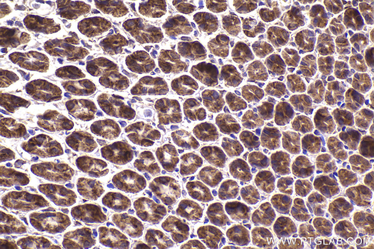 Immunohistochemical analysis of paraffin-embedded mouse stomach tissue slide using KHC2178 (PDHB IHC Kit).