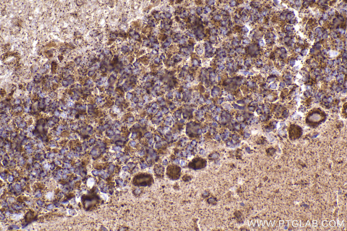 Immunohistochemical analysis of paraffin-embedded rat cerebellum tissue slide using KHC2178 (PDHB IHC Kit).