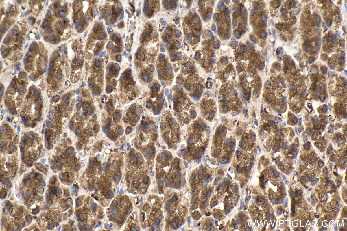 Immunohistochemical analysis of paraffin-embedded rat stomach tissue slide using KHC2178 (PDHB IHC Kit).