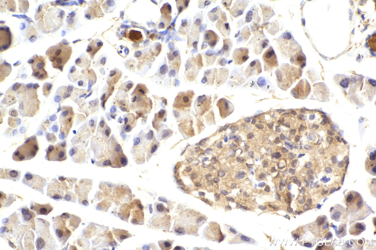 Immunohistochemical analysis of paraffin-embedded mouse pancreas tissue slide using KHC2297 (PDLIM4 IHC Kit).