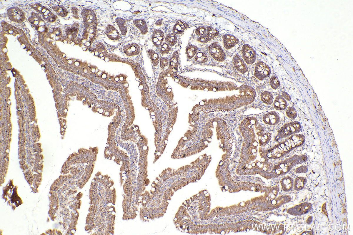 Immunohistochemical analysis of paraffin-embedded rat small intestine tissue slide using KHC2297 (PDLIM4 IHC Kit).