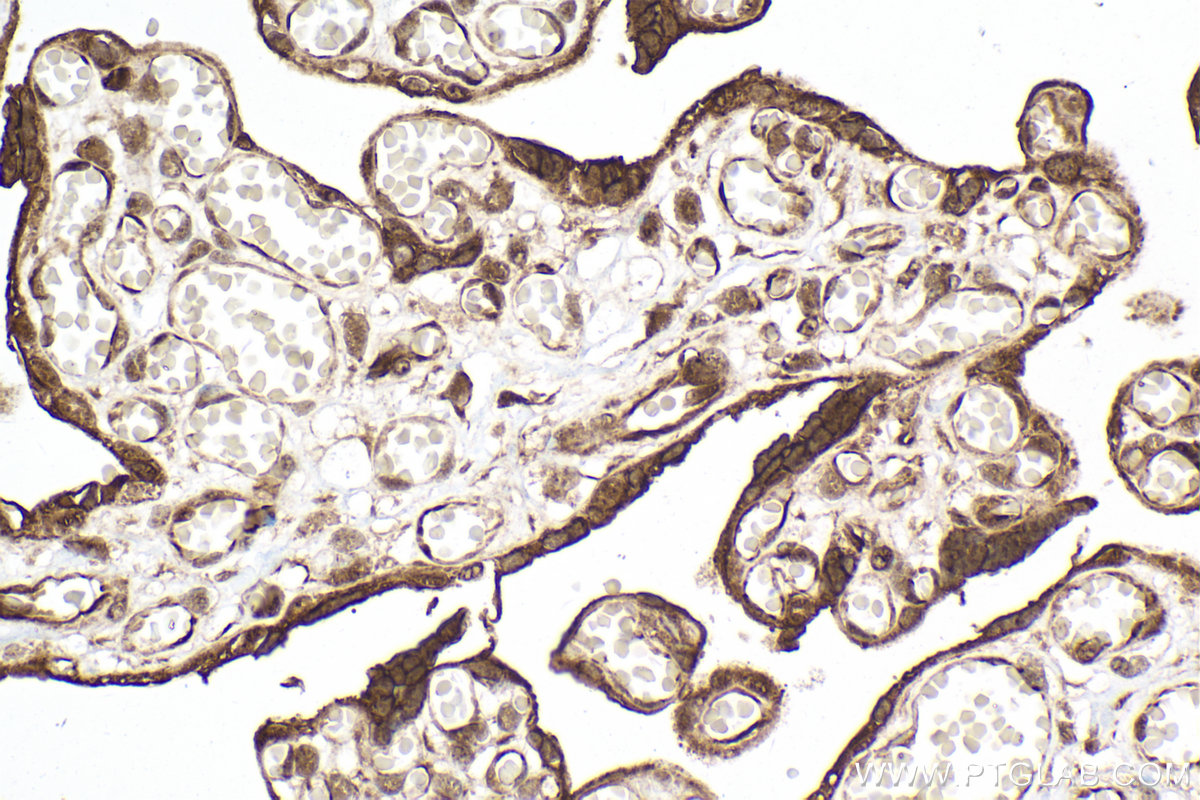 Immunohistochemical analysis of paraffin-embedded human placenta tissue slide using KHC2083 (PER2 IHC Kit).