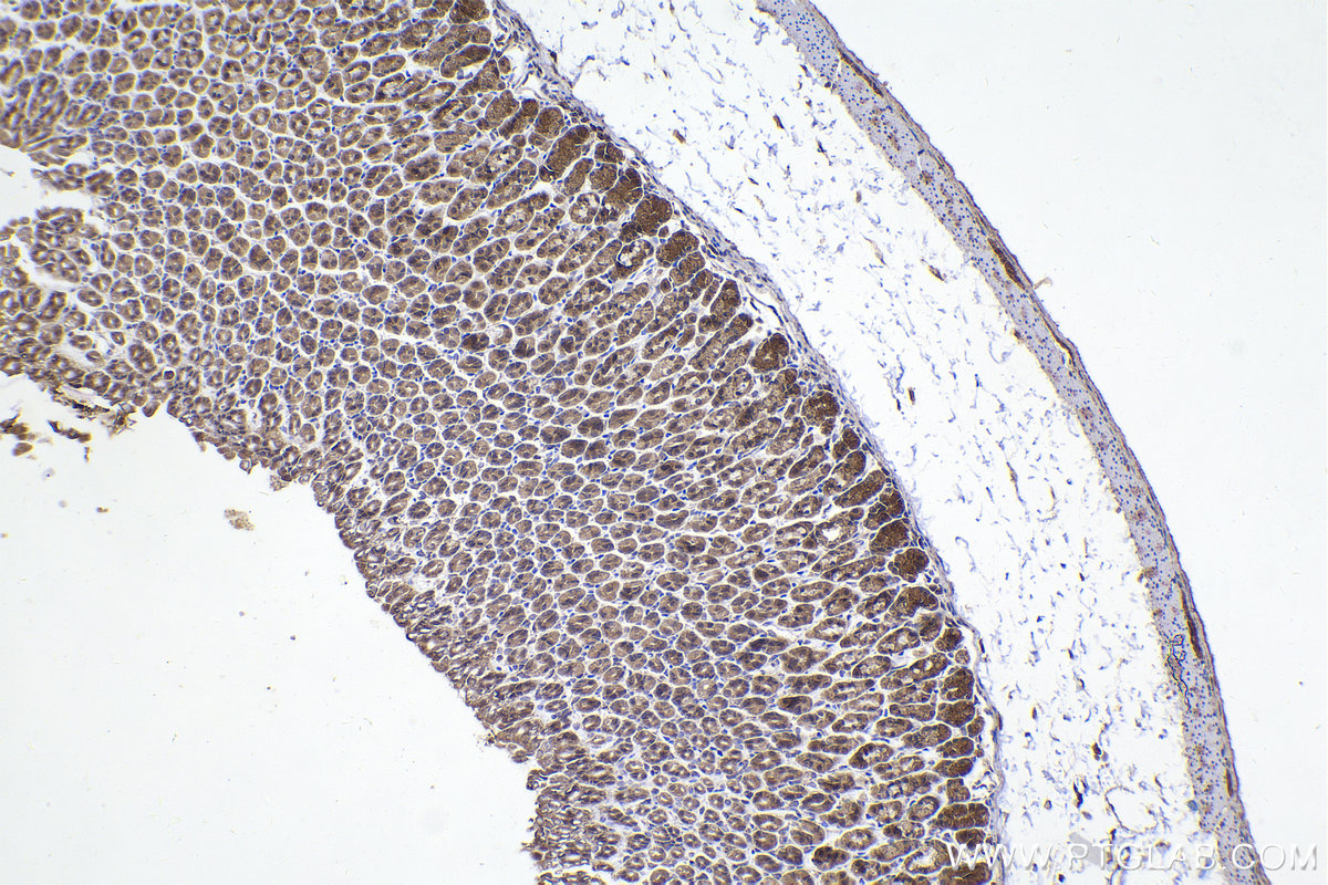 Immunohistochemical analysis of paraffin-embedded mouse stomach tissue slide using KHC2273 (PHKA2 IHC Kit).