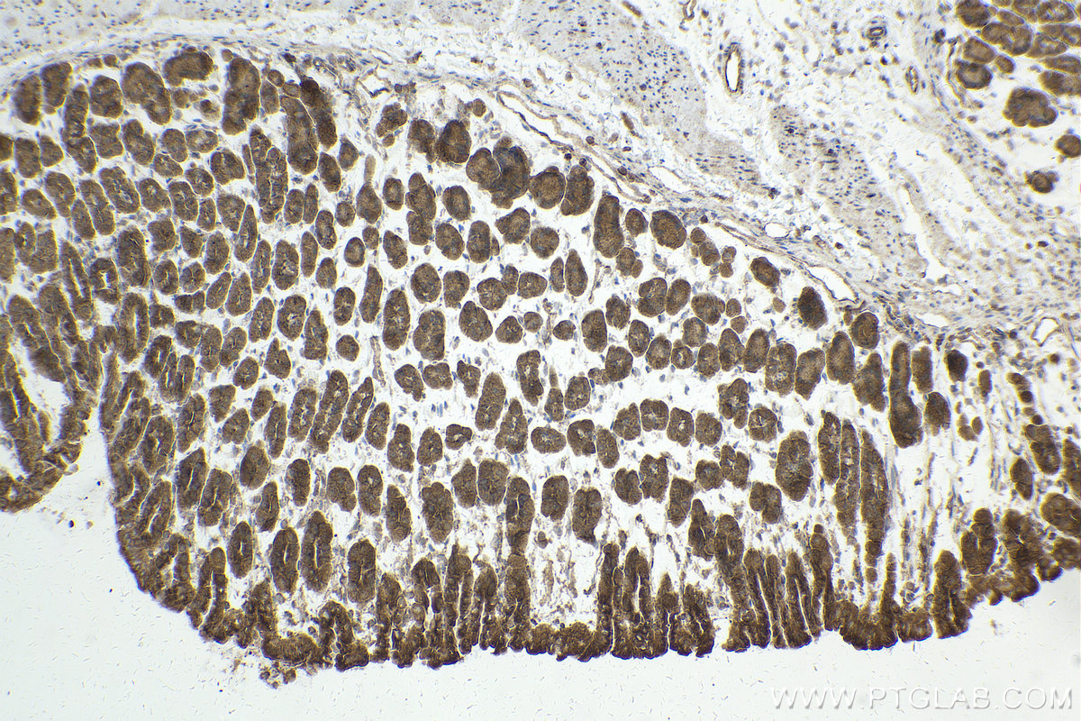 Immunohistochemical analysis of paraffin-embedded mouse stomach tissue slide using KHC2012 (PIN4 IHC Kit).