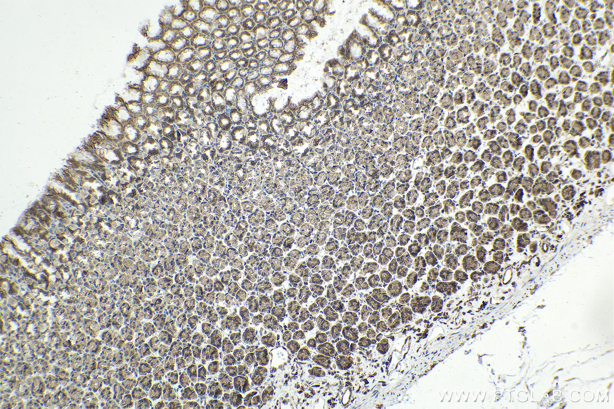 Immunohistochemical analysis of paraffin-embedded rat stomach tissue slide using KHC2012 (PIN4 IHC Kit).