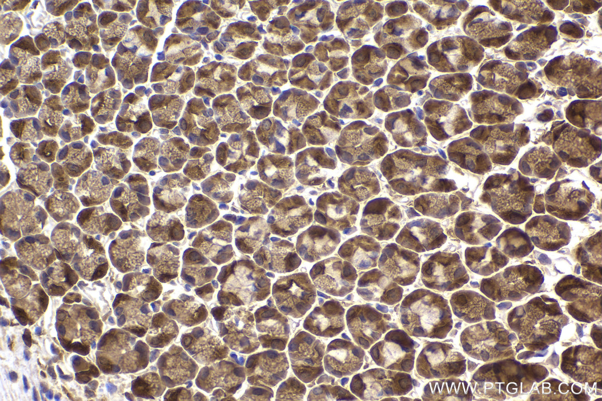 Immunohistochemical analysis of paraffin-embedded mouse stomach tissue slide using KHC2184 (PKM2 IHC Kit).