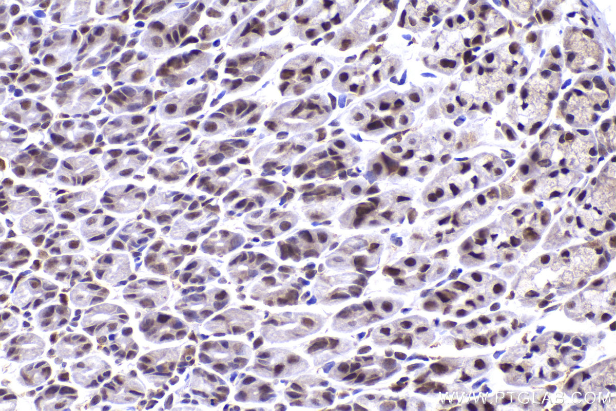 Immunohistochemical analysis of paraffin-embedded mouse stomach tissue slide using KHC2285 (POLD2 IHC Kit).