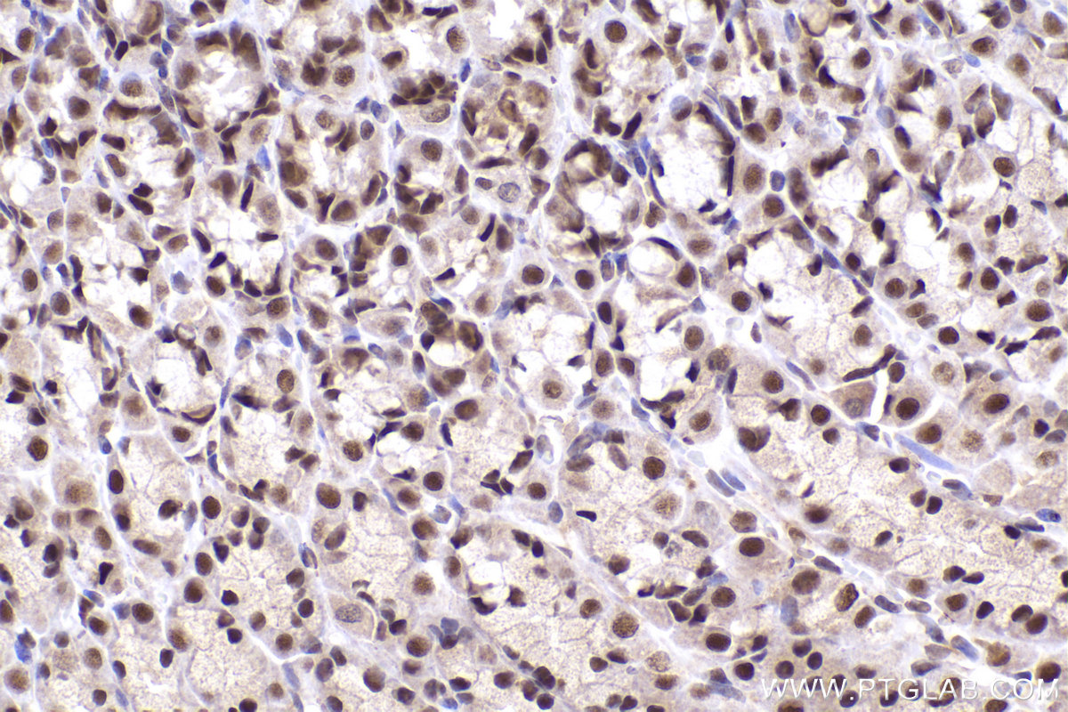 Immunohistochemical analysis of paraffin-embedded rat stomach tissue slide using KHC2285 (POLD2 IHC Kit).