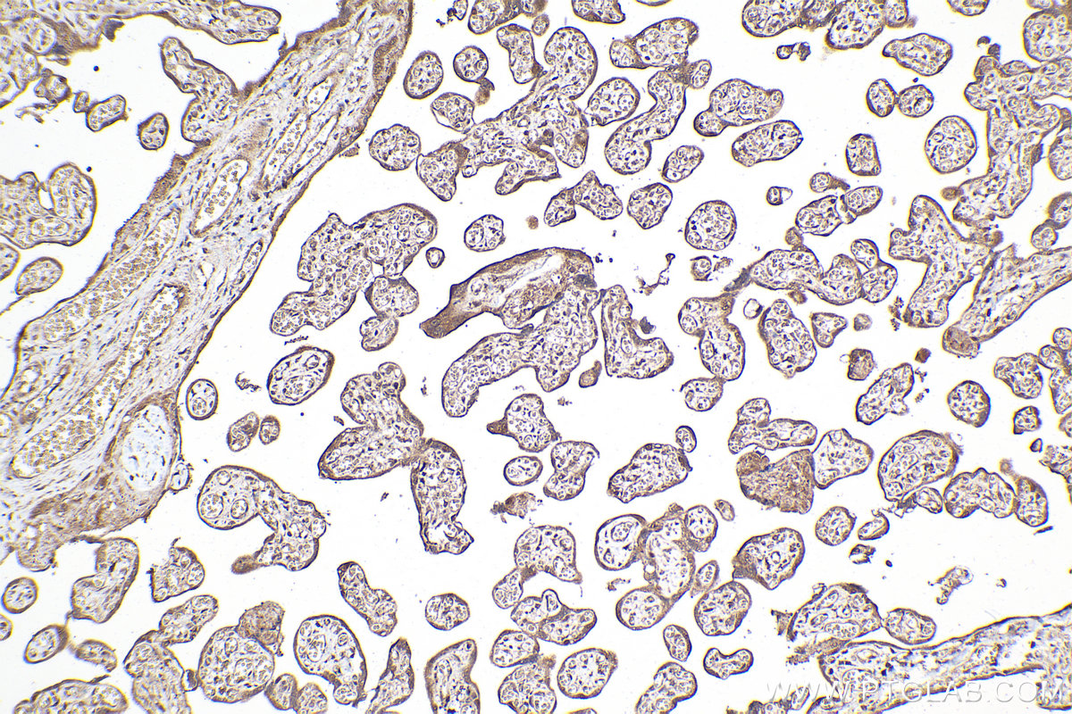 Immunohistochemical analysis of paraffin-embedded human placenta tissue slide using KHC2107 (PPFIA3 IHC Kit).