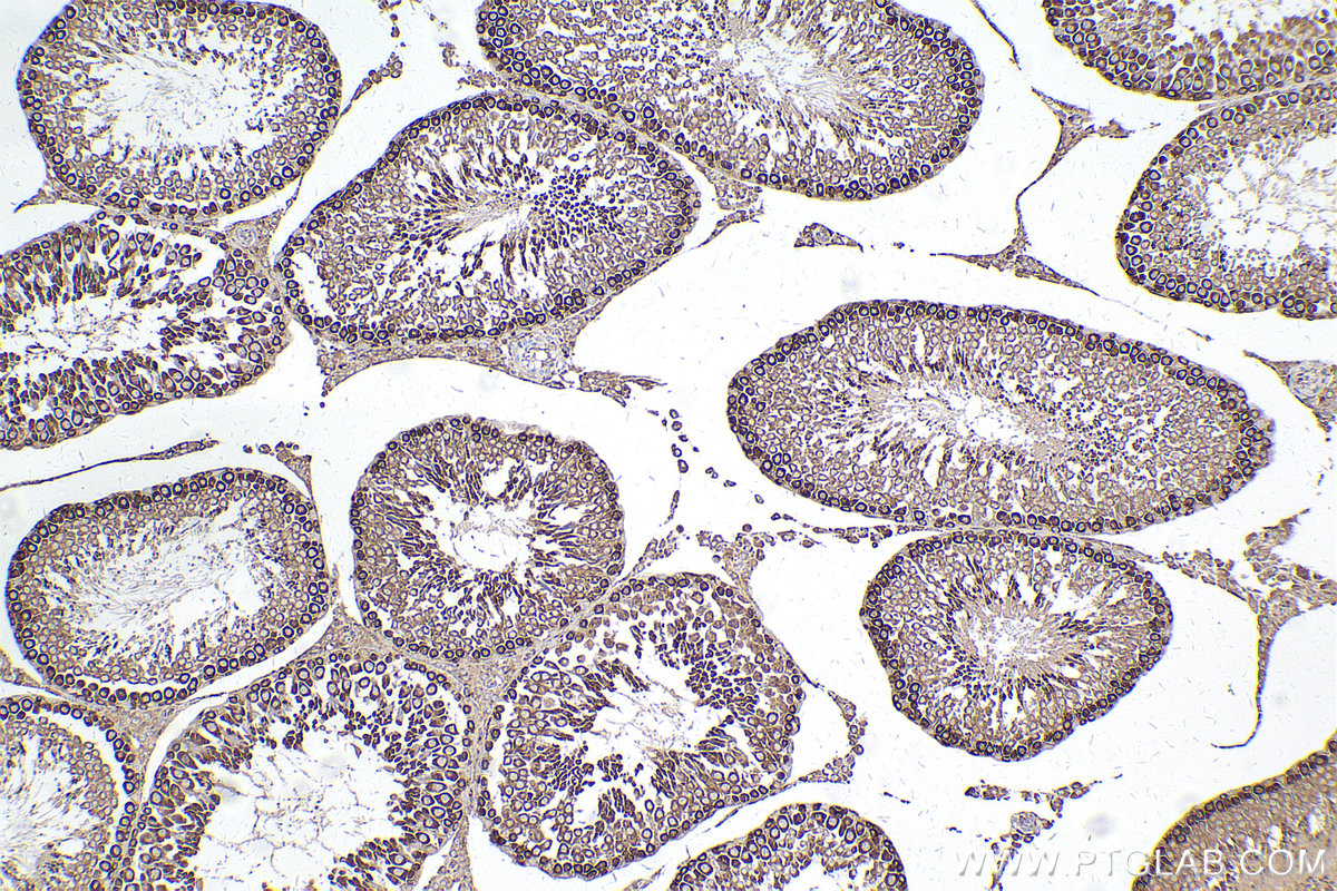 Immunohistochemical analysis of paraffin-embedded rat testis tissue slide using KHC2419 (PRDX4 IHC Kit).