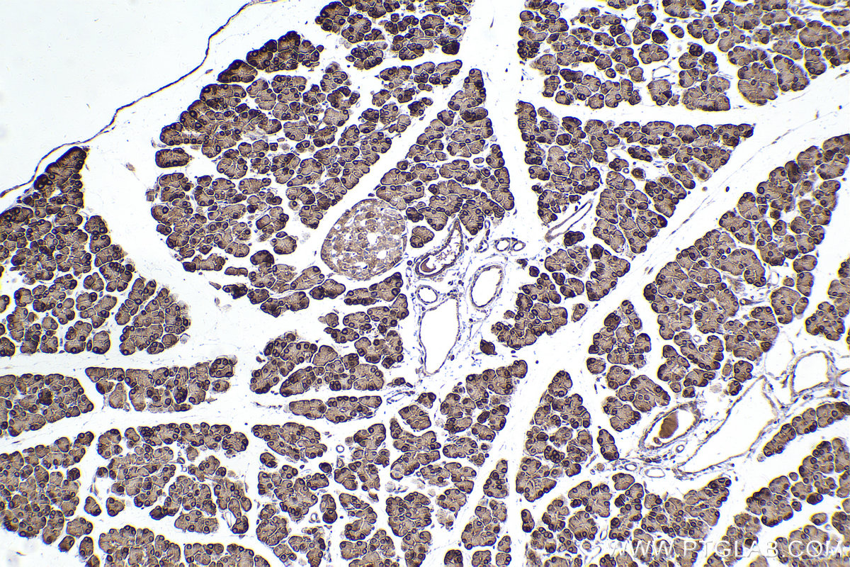 Immunohistochemical analysis of paraffin-embedded rat pancreas tissue slide using KHC2419 (PRDX4 IHC Kit).