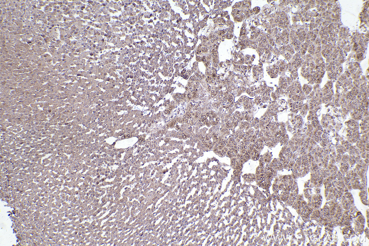 Immunohistochemical analysis of paraffin-embedded rat adrenal gland tissue slide using KHC2419 (PRDX4 IHC Kit).