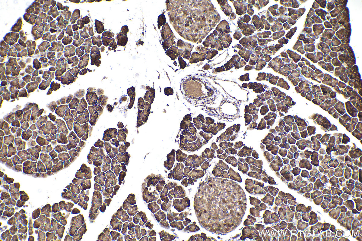 Immunohistochemical analysis of paraffin-embedded mouse pancreas tissue slide using KHC2419 (PRDX4 IHC Kit).