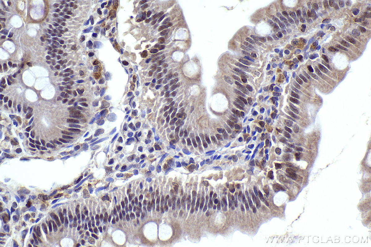 Immunohistochemical analysis of paraffin-embedded rat small intestine tissue slide using KHC2288 (PRIM1 IHC Kit).