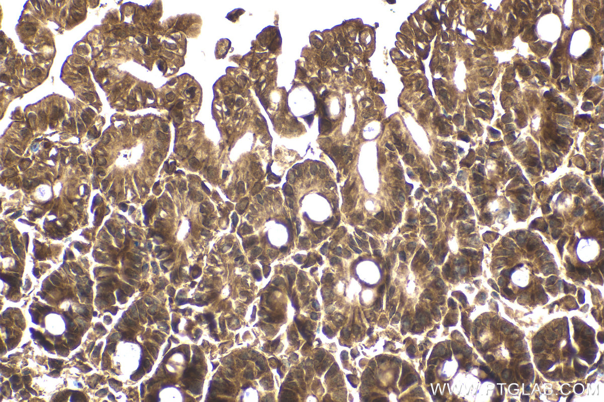 Immunohistochemical analysis of paraffin-embedded mouse small intestine tissue slide using KHC2093 (PRKAB2 IHC Kit).