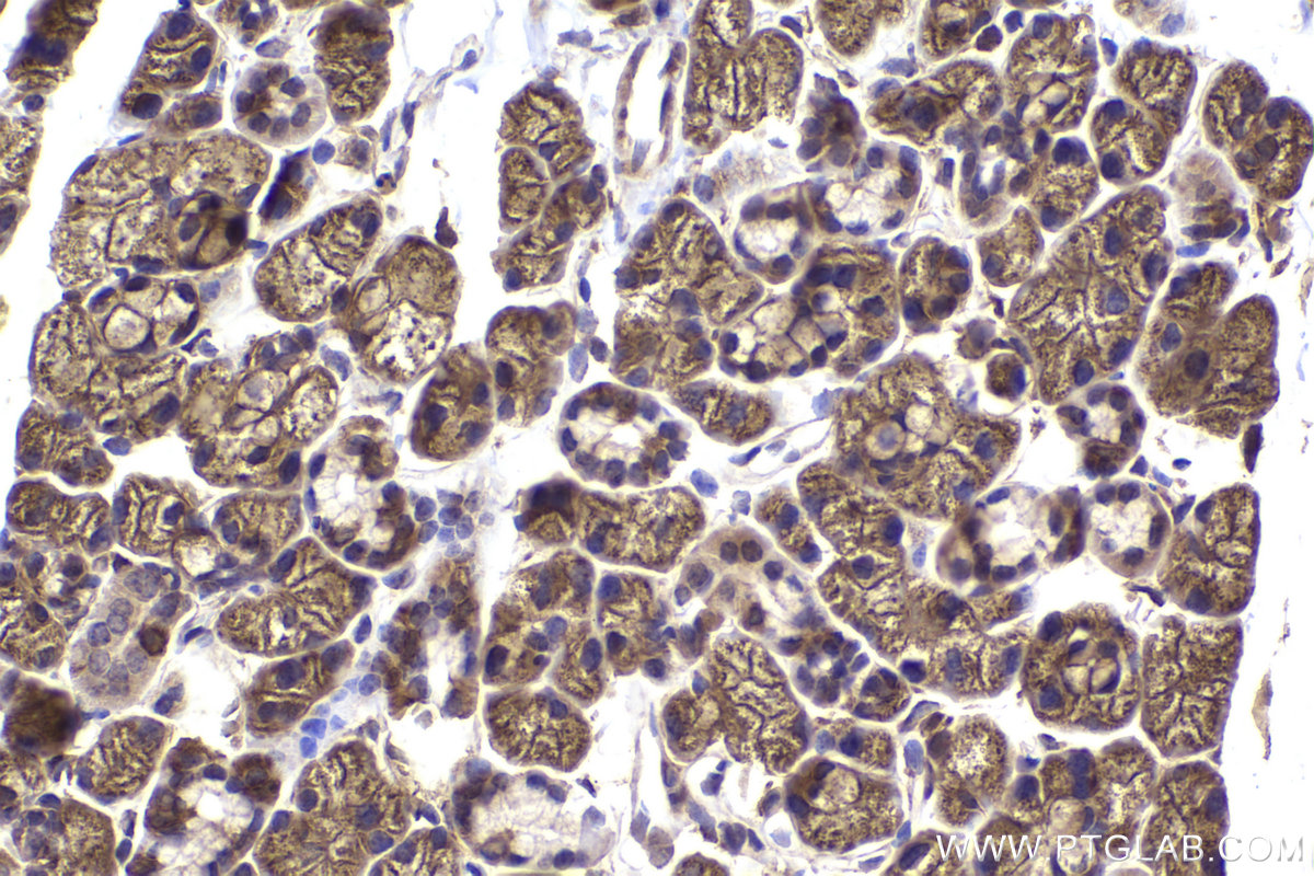 Immunohistochemical analysis of paraffin-embedded mouse salivary gland tissue slide using KHC2175 (PRKAR1A IHC Kit).