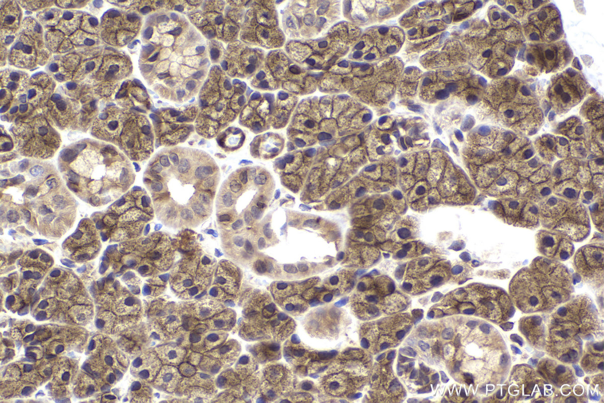 Immunohistochemical analysis of paraffin-embedded rat salivary gland tissue slide using KHC2175 (PRKAR1A IHC Kit).