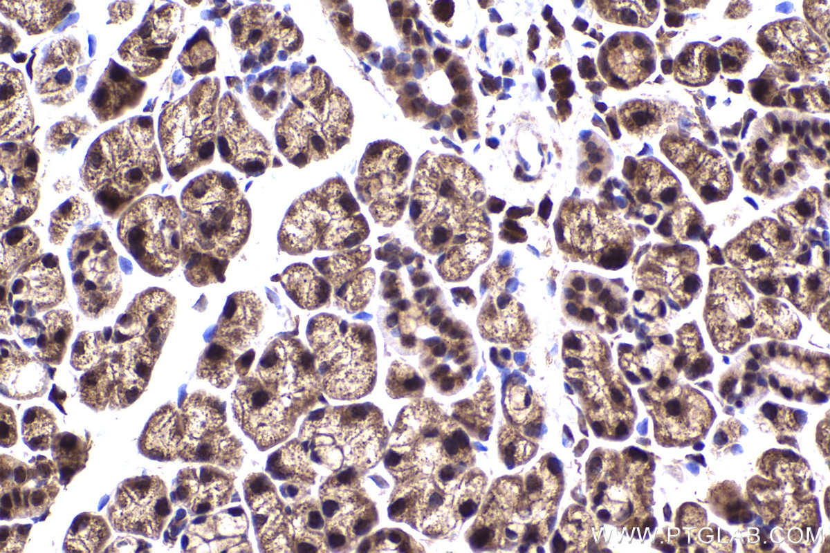 Immunohistochemical analysis of paraffin-embedded mouse salivary gland tissue slide using KHC2249 (PSMC2 IHC Kit).