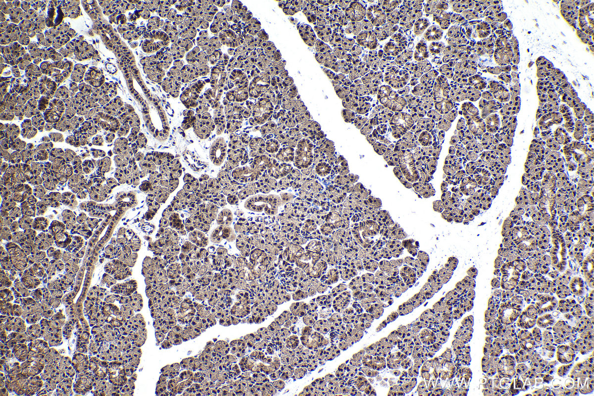 Immunohistochemical analysis of paraffin-embedded rat salivary gland tissue slide using KHC2249 (PSMC2 IHC Kit).